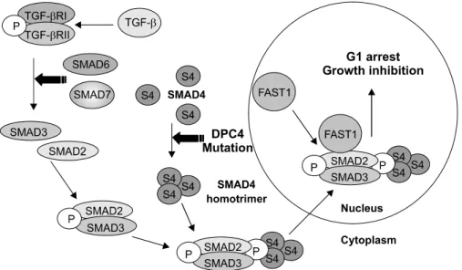 Fig  4.  TGF-β  signaling  pathway  and  SMAD4  (DPC4).  TGF-beta  regulates  growth  and  proliferation  of  cells