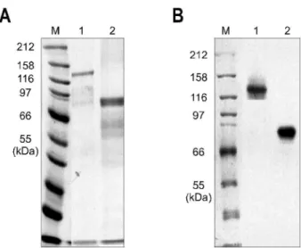 Fig. 1. Purification of recombinant HBV polymerase in E. coli.