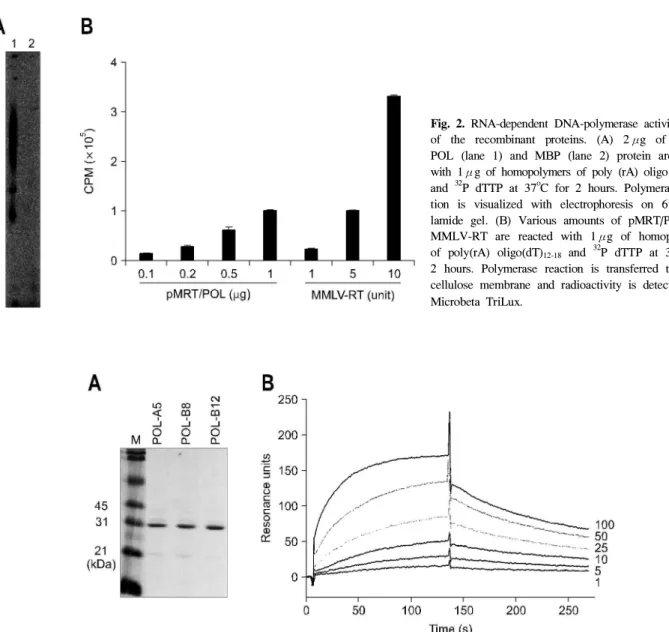 Fig. 3. Purification and analysis of binding kinetics of soluble scFvs. (A) Antibody fragments are expressed in the form of soluble proteins without p3 phage protein fused to a C-terminal of scFv