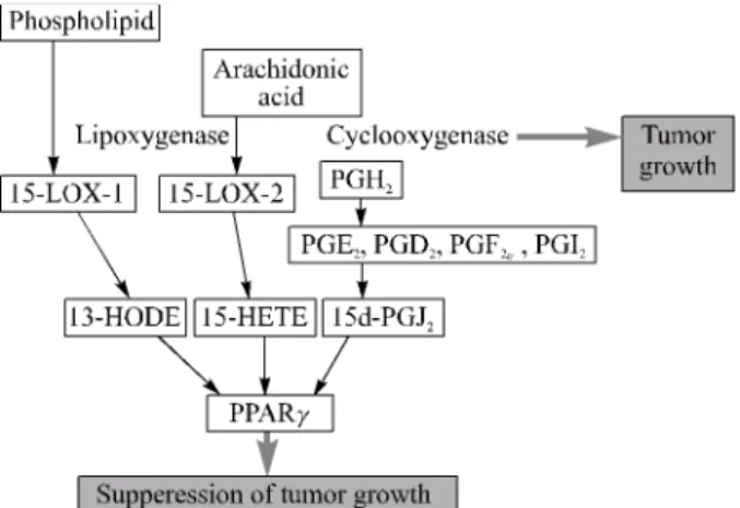 Fig. 1. Activation of PPARγ by ligands produced by lipid meta- meta-bolism. Three metabolites synthesized by COX and LOX enzyme potentially activate PPARγ
