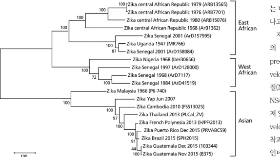 Figure 1.  Phylogenetic tree of Zika virus. (From Lanciotti RS, et al. Emerg Infect Dis