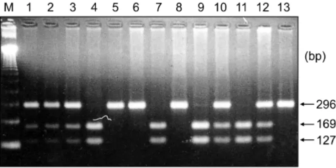 Table  2.  Distribution  of  Different  Genotypes  in  the  Exon  4/Acc  II  Polymorphism  of  the  p53  Gene  in  Controls  and  Gastric  Cancer  Patients