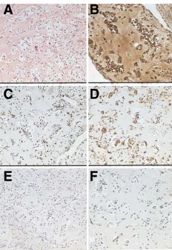 Table  3.  Primary  Antibodies  Used  in  the  Study Antigen Clone Antibody 