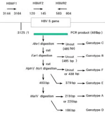 Fig. 1. Strategy of the HBV genotyping by RFLP. The second round PCR products, which were 485bp were digested by AlwI and Ear I to find genotype C and B