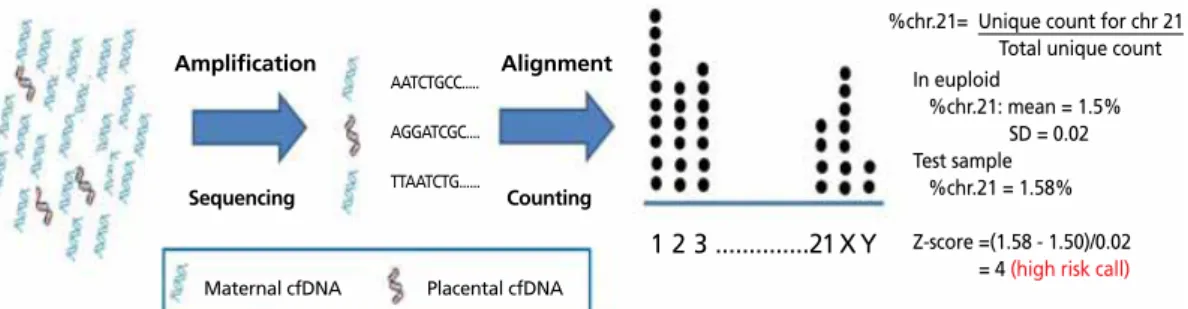 Figure 3.  Simplified principle of single nucleotide polymorphism (SNP) based non-invasive prenatal test