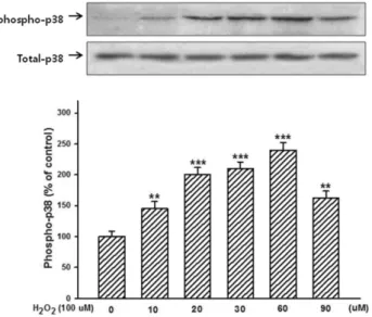 Figure 2. Dose-dependent effects of H 2 O 2  phosphorylation of p38 mitogen-activated protein kinase