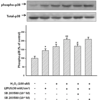 Figure 3. Effect of SB203580 on H 2 O 2  and low-intensity pulsed  ultrasound (LIPUS) induced phosphorylation of p38  mi-togen-activated protein kinase