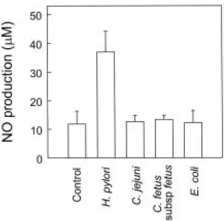 Fig. 3. NO production by Hs746T cells after infection with bacteria. Confluent Hs746T monolayers in 6-well plates were infected with H