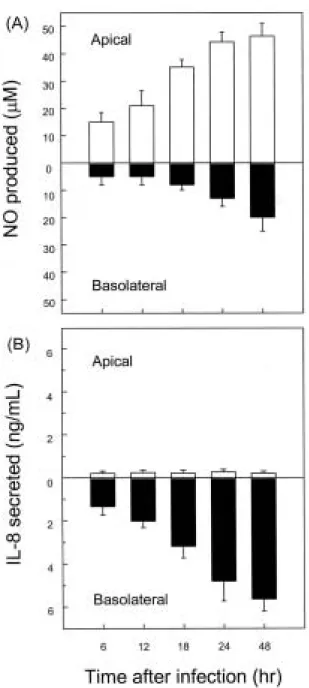 Fig. 7. Increased apical NO release after H. pylori infection of polarized Caco-2 monolayers