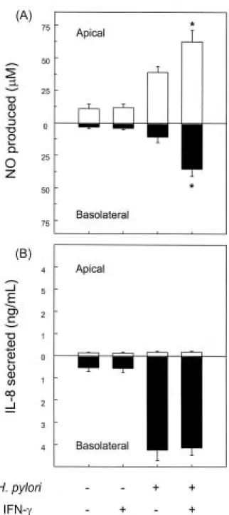 Fig. 9. Synergistic increased apical and basolateral NO release by H. pylori-infected polarized Caco-2 monolayers after the addition of IFN-γ