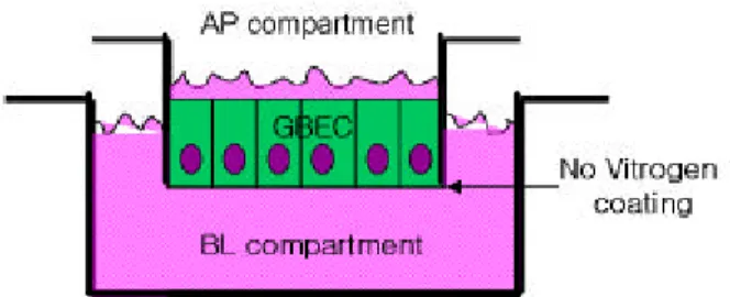 Fig. 1. Schematic illustration of gallbladder epithelial cell (GBEC) culture system on Transwell insert