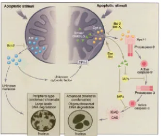 Fig. 2. The caspase-dependent and AIF-dependent apoptotic pathways. (Right) Upon apoptotic stimulation, permeabilization of the mitochondrial outer membrane allows the release of cytochrome c into the cytosol, where it induces, together with the adaptor mo