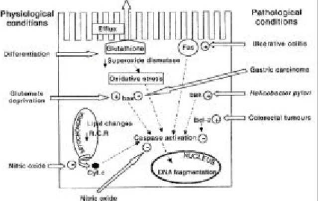 Table 1. Gastrointestinal Diseases in Which Apoptosis May Be Important