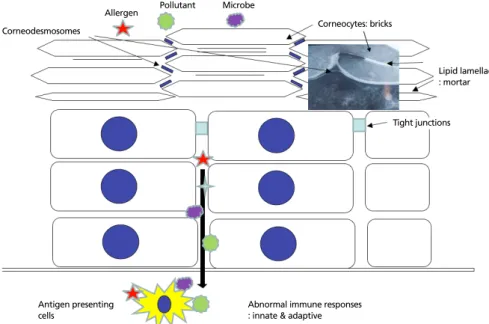 Figure 4.  Combined pathogenesis of atopic dermatitis including dysfunctions of skin barrier and immune response