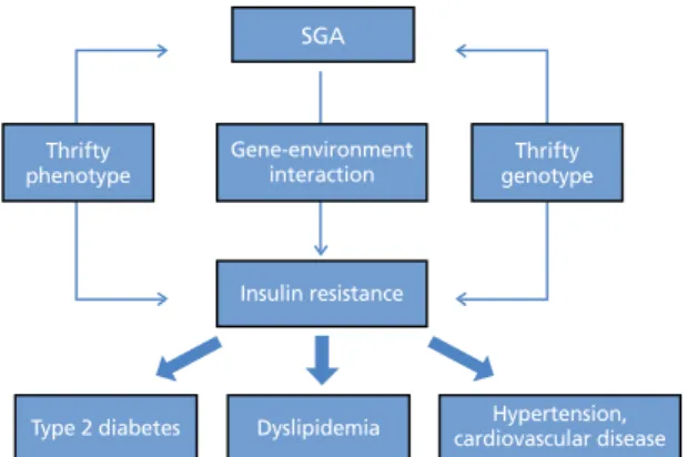 Figure 1.  Hypothesis proposed to explain the development of insulin resistance  associated with reduced fetal growth
