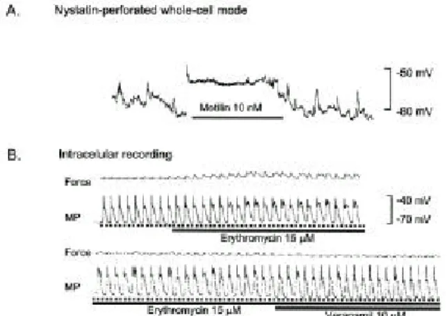 Fig. 9. Membrane depolarization by motilin and erythromycin.