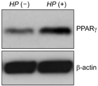 Fig.  1.  PPARγ protein  expression  in  H.  pylori  non-infected  and  infected  AGS  cells