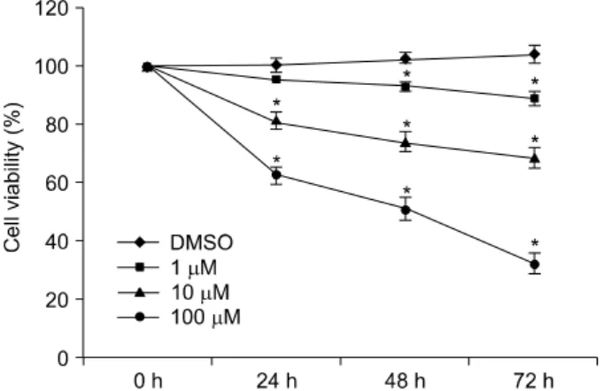 Fig.  3.  (A)  p27  and  Skp2  expression  in  non-treated  AGS  cells. 