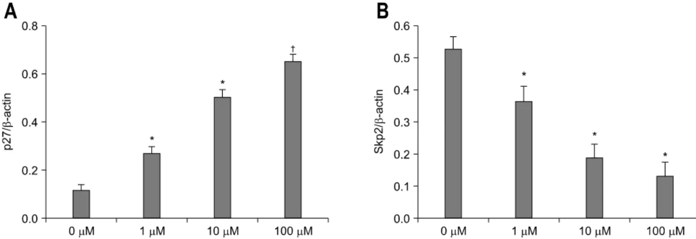 Fig.  4.  p27  (A)  and  Skp2  (B)  expression  in  H.  pylori  infected  AGS  cells  by  rosiglitazone