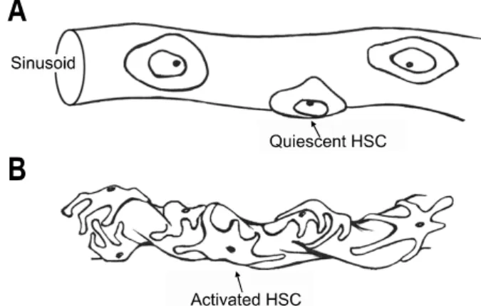 Fig.  1.  Hepatic  stellate  cell  (HSC)  activation.  In  quiescent  state,  HSC  do  not  contract  (A),  however  in  activated  state,  the  number  and  contractility  of  HSC  increase  which  induce  the  change  of   si-nusoidal  structure  and  in