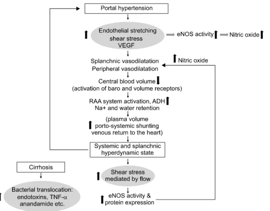 Fig.  2.  Pathogenesis  of  hyperdyna- hyperdyna-mic  circulation. 