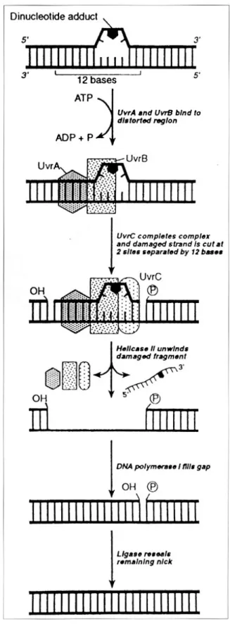 Fig. 1. Schematic diagram of the nucleotide excision repair system in prokaryotes. The specific defect being repaired is a thymidine dimer