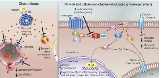 Figure 1.    Anti-inflammatory effect of H 1 -antihistamine. H 1 -antihistamines directly inhibit the action of hista- hista-mine through H 1 -receptors on neuron and small vessels