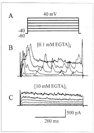 Fig. 1. Whole-cell outward K+ currents recorded in gastric smooth muscle cells. A, Pulse protocol