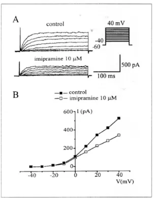 Fig. 3. Effects of imipramine on the delayed rectifier K+ currents. A, Imipramine (10 μM) inhibited delayed rectifier K+ currents in a whole test voltage range