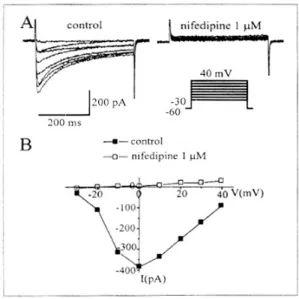 Fig. 7. Effects of imipramine on the voltage-dependent Ca2+ currents. A, Imipramine (10 μand 100 μM)  sup-pressed Ca2+ currents in a dose-dependent manner