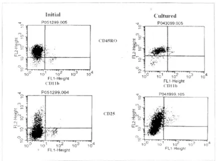 Fig. 3. The superficial antigen characteristics of CD11b+ T Cell. Initially few cells of CD11b+ T cells showed CD25 (IL-2R) and CD45RO, on cultured state almost CD11b+ T cells expressed CD25 and CD45RO.