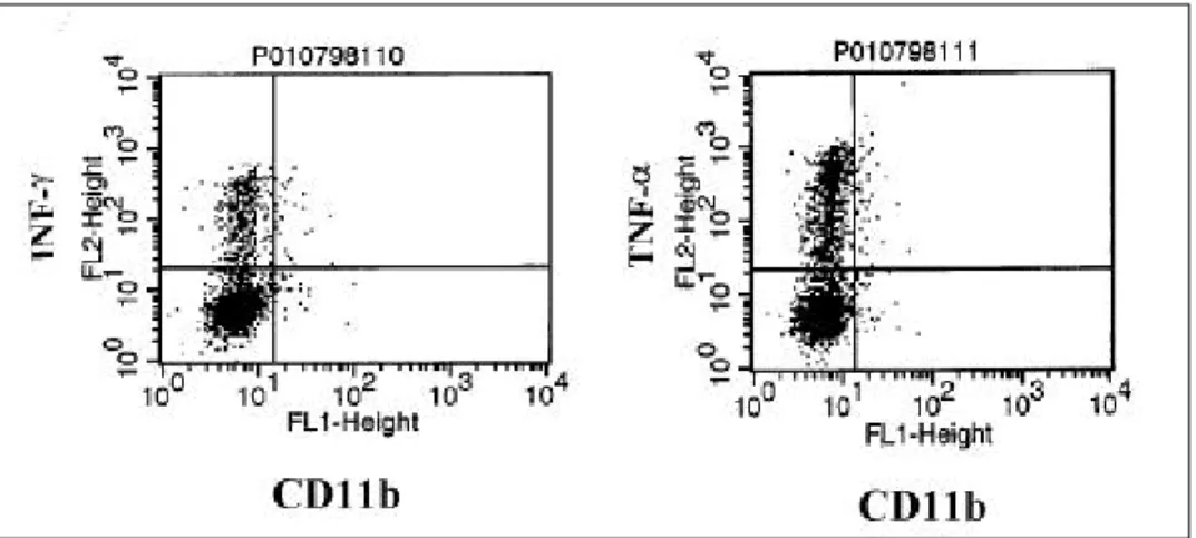 Fig. 6. Intracellular cytokine expression of CD4+CD11b+ T cells. Intracellular expression of INF-γand TNF-α was not specific between CD11b+ and CD11b- T cells.
