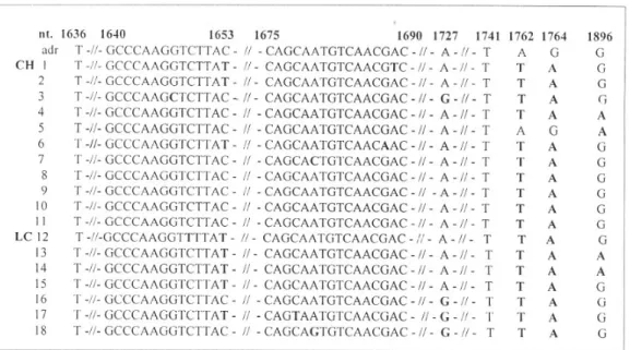 Fig. 1. EN Ⅱ sequences from HBeAg-positive asymptomatic HBV carriers. T1653 or A1896 mutation was not found in any of the subjects