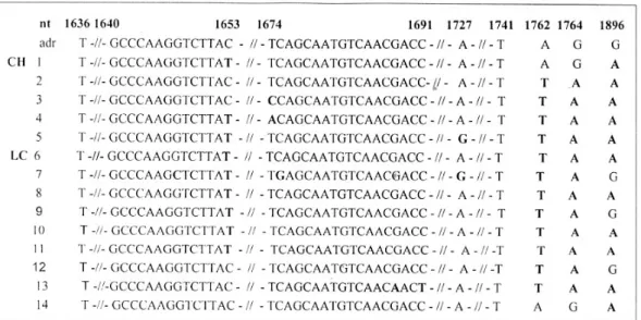 Fig. 4. Frequency of EN Ⅱ, BCP and preC mutations in the patients. BCP mutation was frequent in the patients with CLD regardless of HBeAg positivity