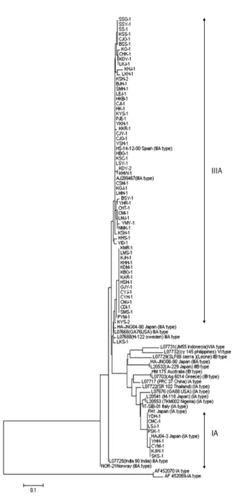 Fig. 1. The phylogentic tree generated by clustral V method within  MegAlign package in the nucleotide sequences of VP1/2A region of HAV