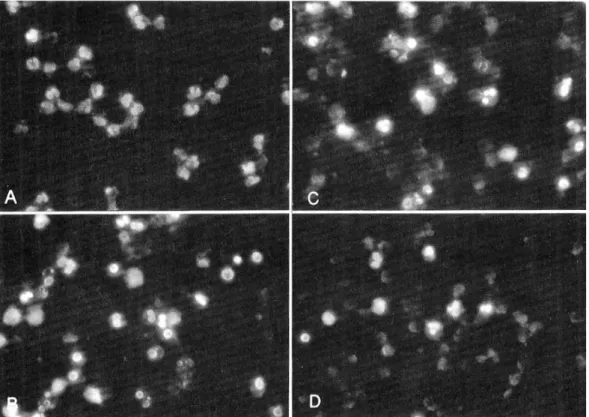 Fig. 1. Fluorescent microscopy using DNA-specific fluorochrome staining. After neutrophils were incubated, cells were fixed with glutaraldehyde and stained with Hoechst 33342