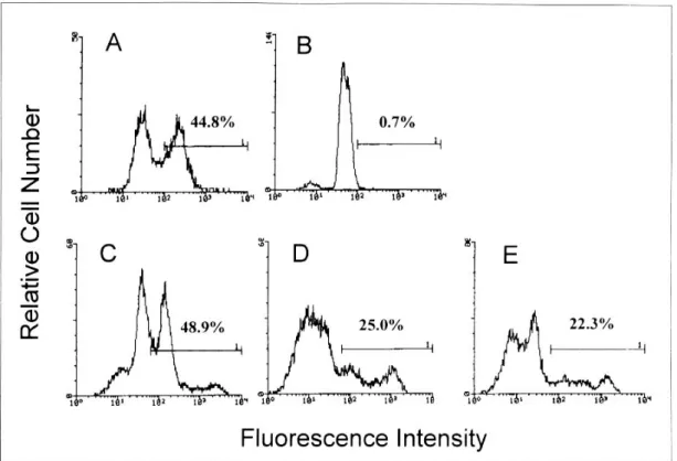 Fig. 3. Terminal deoxynucleotidyl transferase-mediated deoxyuridine triphosphate nick-end labeling assay for the detection of apoptosis