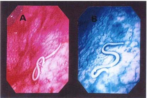 Table 1. Measurements and Indices of The Present Larvae in Comparison with Those of Previous Cases in Korea and Japan