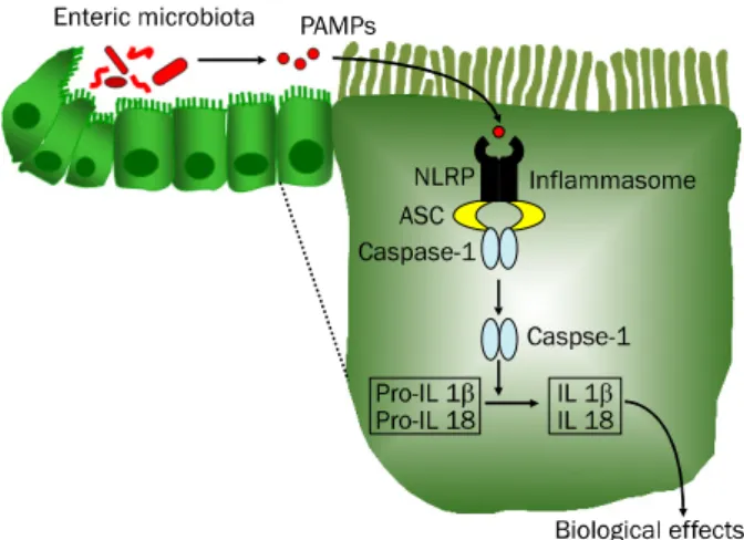 Fig. 1. Inflammasome signaling pathways. Nucleotide-binding oligo- oligo-merization domain-like receptor (NLRP) within the cytosol of  intestinal epithelial cells recognizes pathogen-associated molecular patterns (PAMPs) of the enteric microbiota and forms