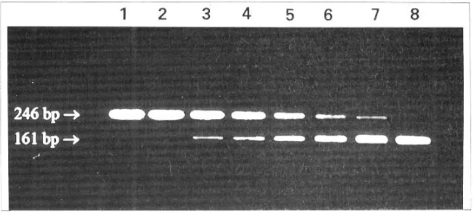 Fig. 2. The intensities of PCR bands were measured using image densitometer. The log ratio of densities (competitor/TGF-β1 mRNA) was plotted against the log reciprocal of the amount of competitor of TGF-β1 mRNA.