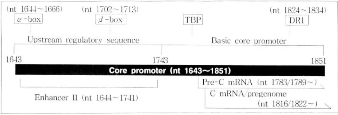Fig. 1. Schematic presentation of the structure of core promoter portion. The core promoter is included in X-gene and is composed of a upstream regulatory sequence (URS) and a basic core promotor (BCP)