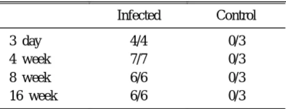 Table 1. Summary of Positivity of Rapid Urease Test after Inoculation of H. pylori
