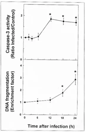 Fig. 2. Apoptosis of human gastric epithelial cell lines in response to infection with H