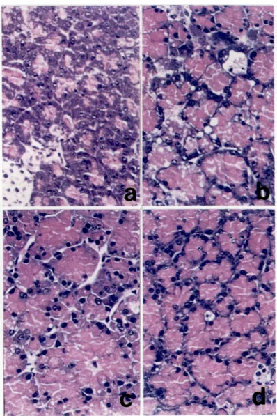 Fig. 1. Light photomicroscopy of mouse pancreas (H&amp;E, ×200). (a) Pan- Pan-creas in control mouse