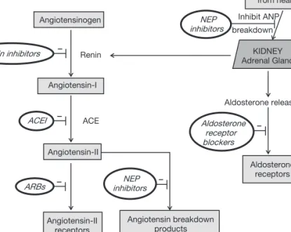 Figure 1. The renin_angiotensin system and the sites of inhibition by renin-inhibitors, angiotensin-converting enzyme inhibitors (ACEIs),angiotensin receptor  bloc-kers (ARBs), aldosterone-receptor blocbloc-kers, and neutral endopeptidase (NEP) inhibitors