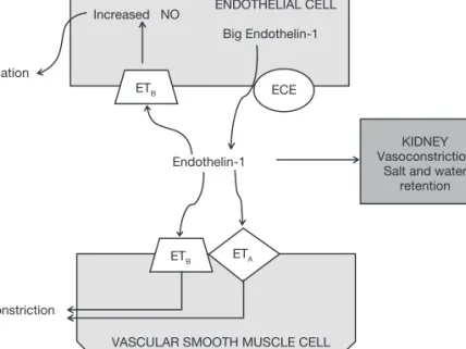 Figure 2. The opposing effects of endothelin on endothelial and vascular smooth mu- mu-scle cells are shown and are mediated by differential response to  endothelin-receptor (ETA and ETB) stimulations