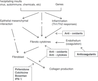 Figure 1. Schematic pathway of lung fibrosis and therapeutic agents (dotted line).