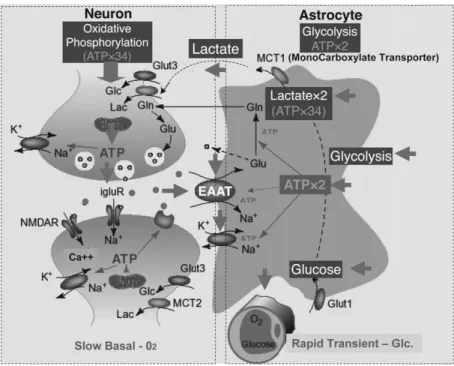 Figure 1.  Putative mechanisms involved in neurometabolic and neurovascular coupling during neuronal activation.