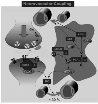 Figure 4.   Glutamatergic synapse and blood flow increase. 