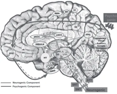 Figure 6.   Putative pain pathway in the brain. 